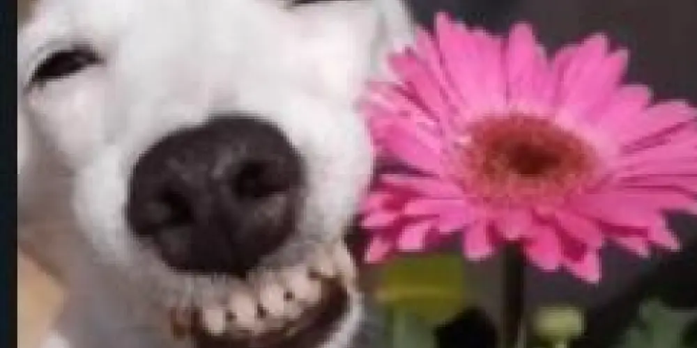 Imagem do grupo de WhatsApp GRUPO DE AMIZADE