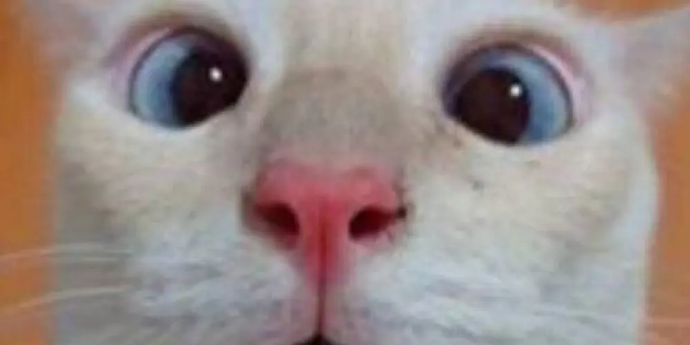 Imagem do grupo de WhatsApp GRUPO DE AMIZADE ETC😍