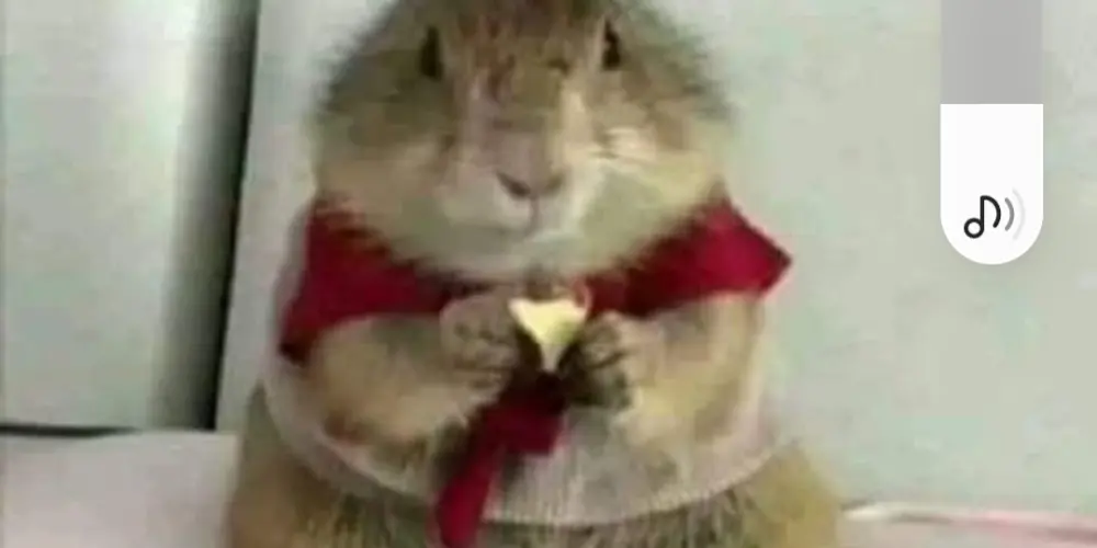 Imagem do grupo de WhatsApp Grupo de amizade free fire