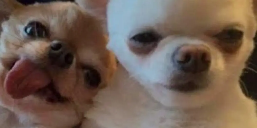 Imagem do grupo de WhatsApp GRUPO DE AMIZADES 👻