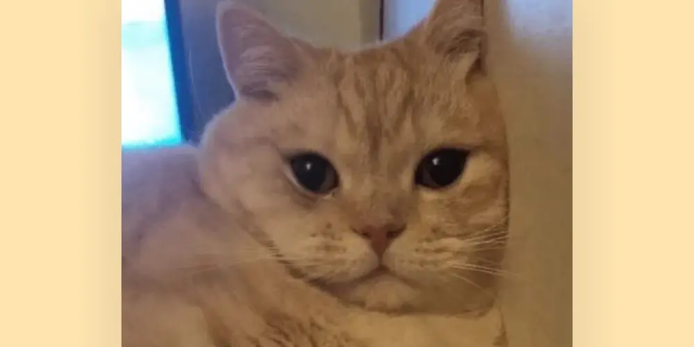 Imagem do grupo de WhatsApp Grupo de Amizades👋