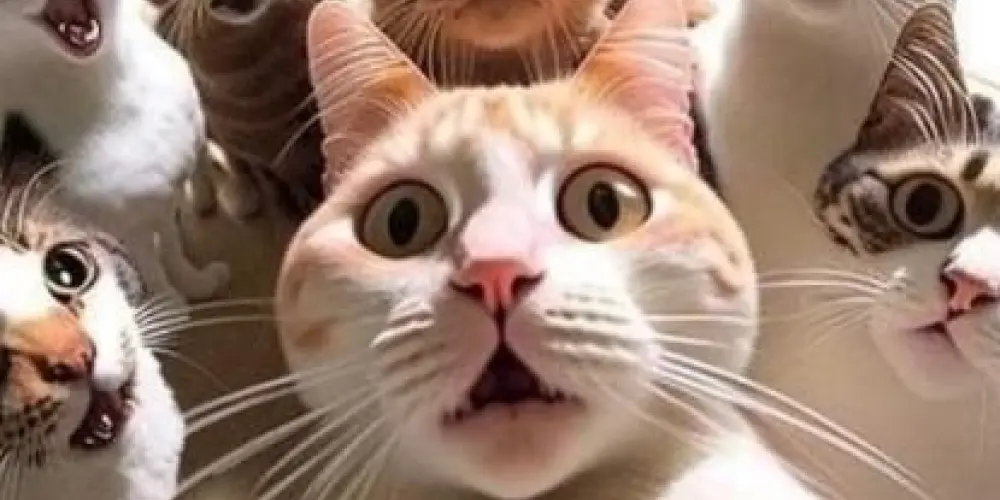 Imagem do grupo de WhatsApp Grupo de Amizades