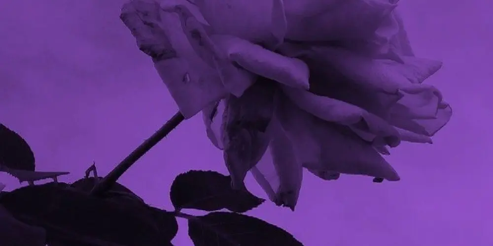 Imagem do grupo de WhatsApp Grupo de amizades