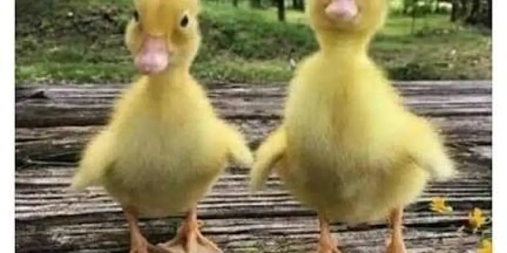 Imagem do grupo de WhatsApp GRUPO DE AMIZADES 🥳