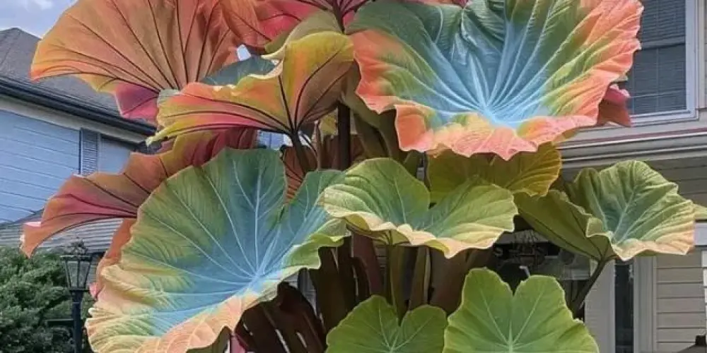 Imagem do grupo de WhatsApp Grupo de amizades para cristãos