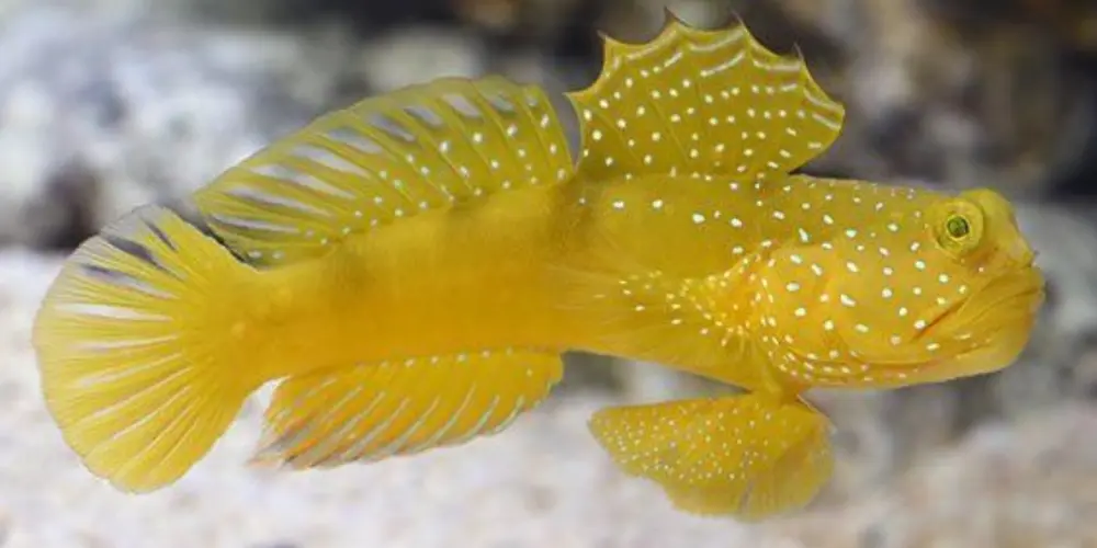 Imagem do grupo de WhatsApp Grupo de aquarismo "AQUA FISHPET" "