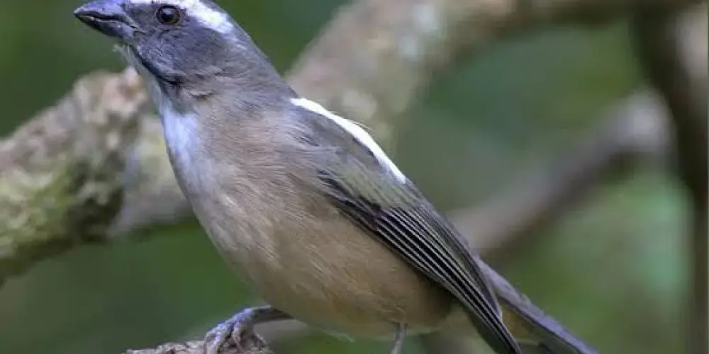 Imagem do grupo de WhatsApp GRUPO DE ASSOBIAR - ITB