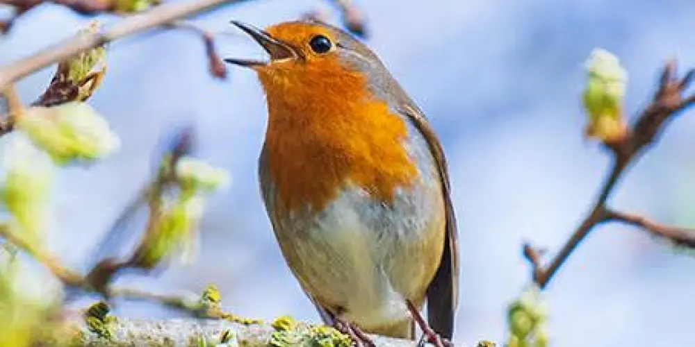 Imagem do grupo de WhatsApp Grupo de Assobio