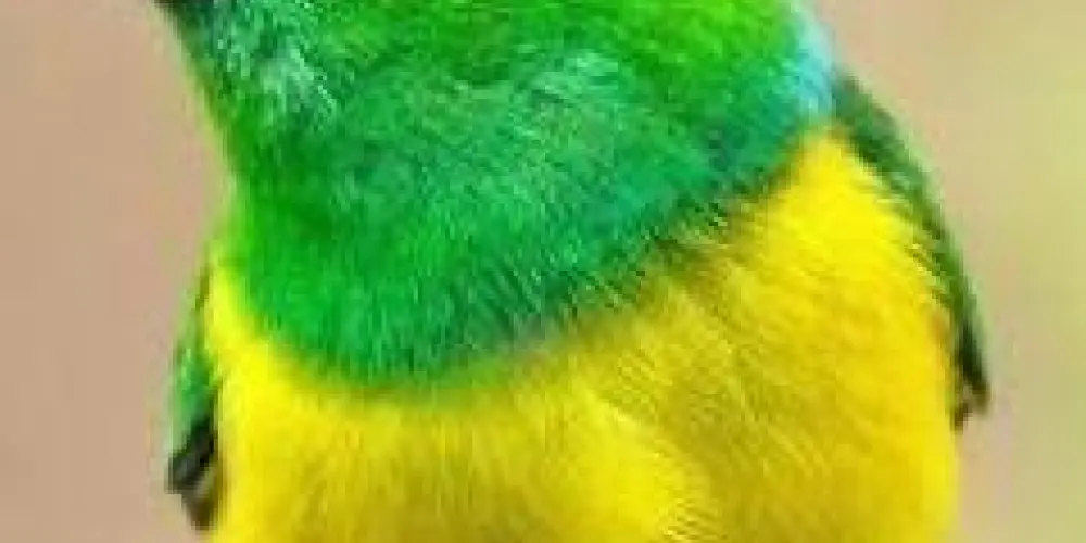 Imagem do grupo de WhatsApp Grupo de assobio🐦