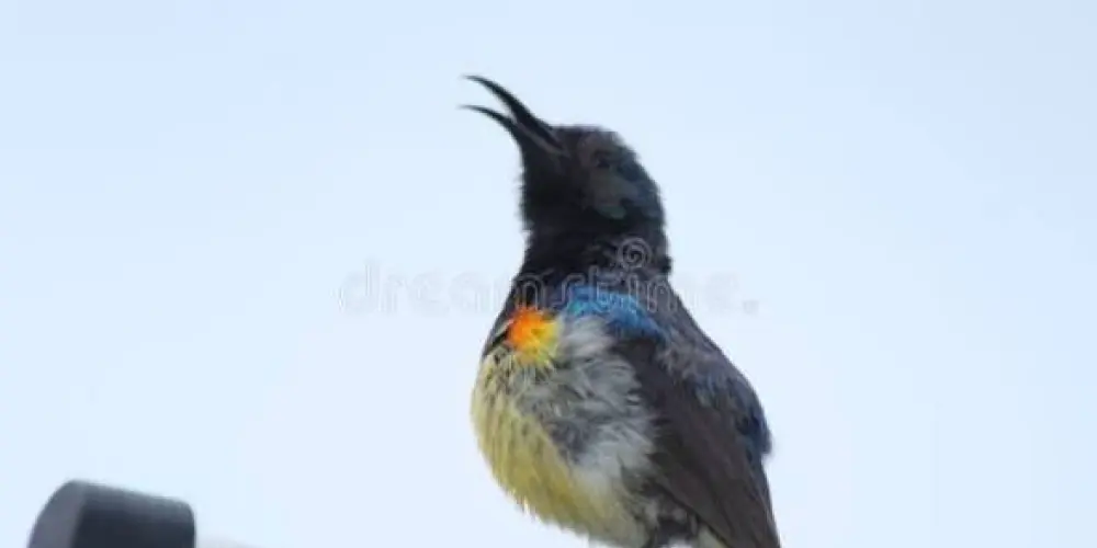 Imagem do grupo de WhatsApp Grupo de assobio Brasil