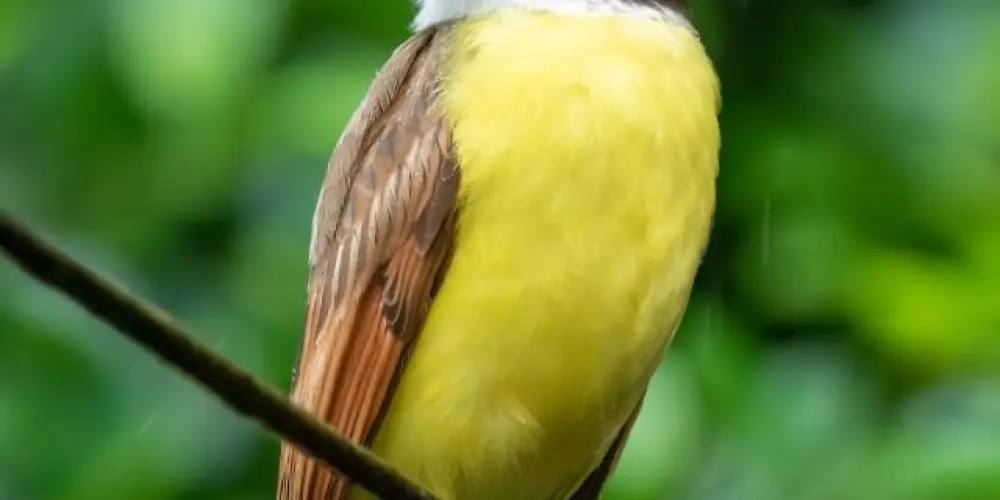 Imagem do grupo de WhatsApp GRUPO DE ASSOBIO-SBC