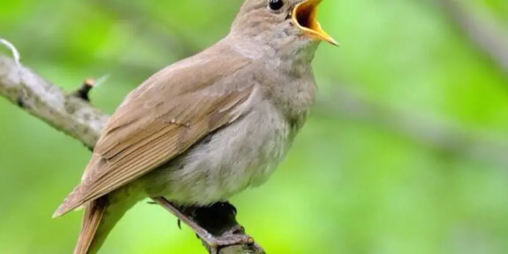 Imagem do grupo de WhatsApp Grupo de assobio UBERLÂNDIA