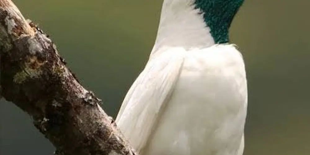 Imagem do grupo de WhatsApp GRUPO DE ASSOBIOS