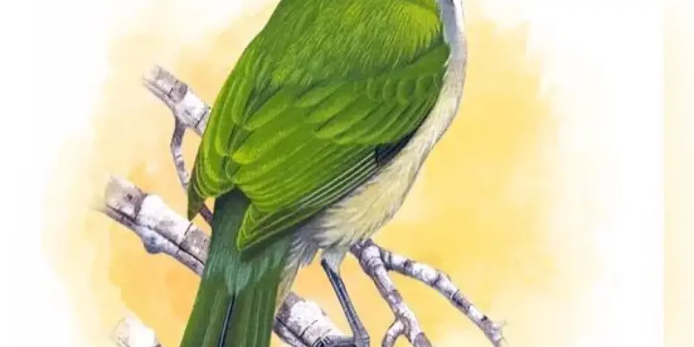 Imagem do grupo de WhatsApp Grupo de assobios