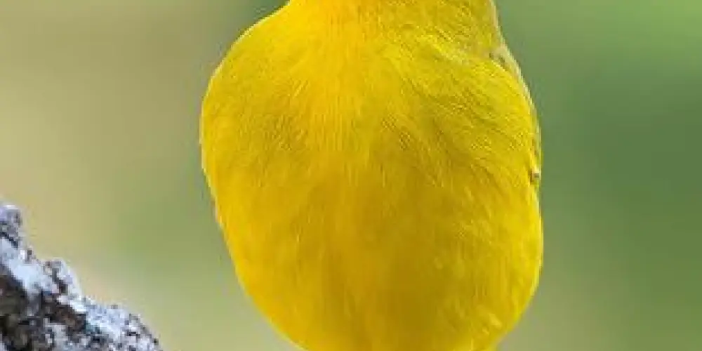 Imagem do grupo de WhatsApp Grupo de assovio