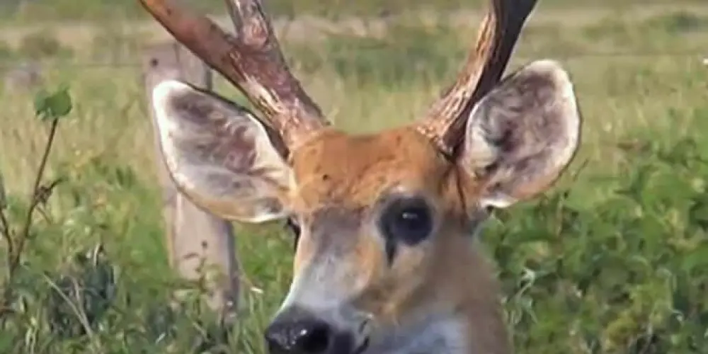 Imagem do grupo de WhatsApp Grupo de barulho  de cervo🦌amadores de cervo