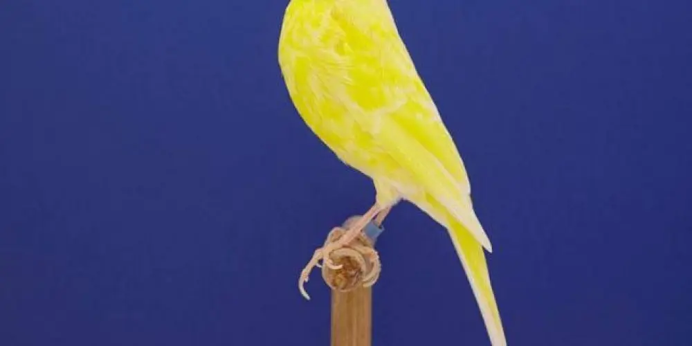 Imagem do grupo de WhatsApp Grupo de canários - São Manuel