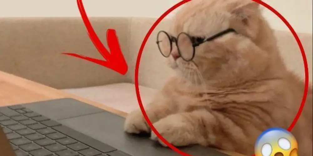 Imagem do grupo de WhatsApp Grupo de Cinema Fiscalização Letterboxd