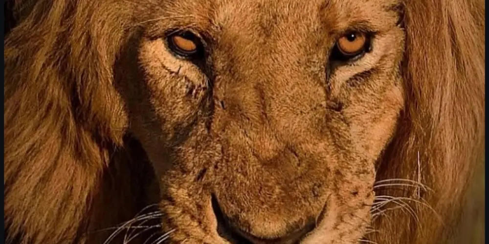 Imagem do grupo de WhatsApp Grupo de conversas