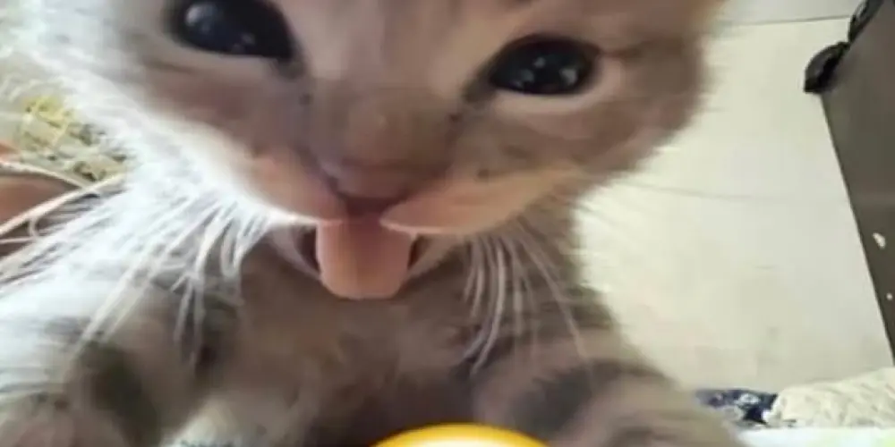 Imagem do grupo de WhatsApp Grupo de Desenhistas