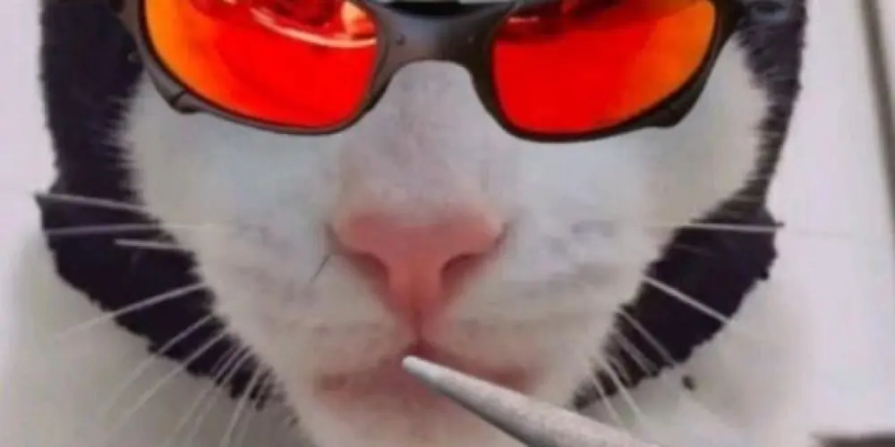 Imagem do grupo de WhatsApp Grupo de drogados