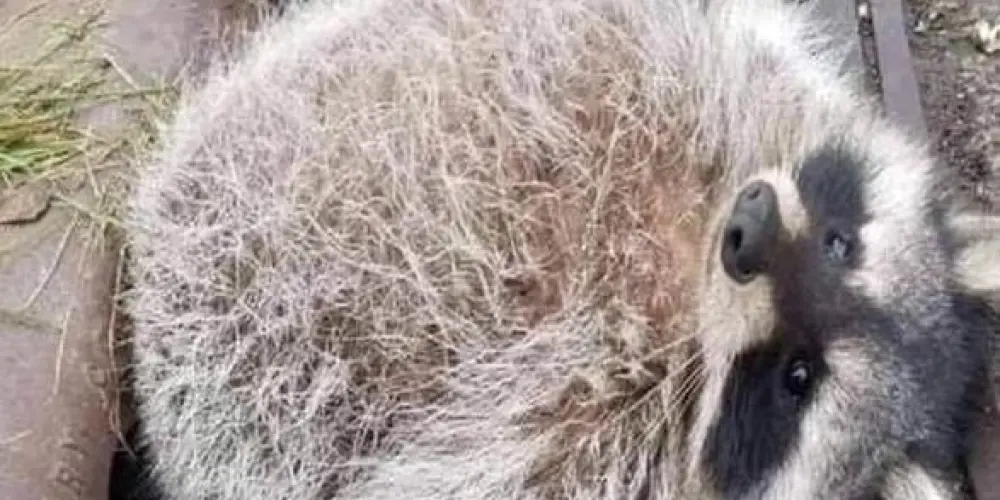 Imagem do grupo de WhatsApp Grupo de falatórios e amizades😁