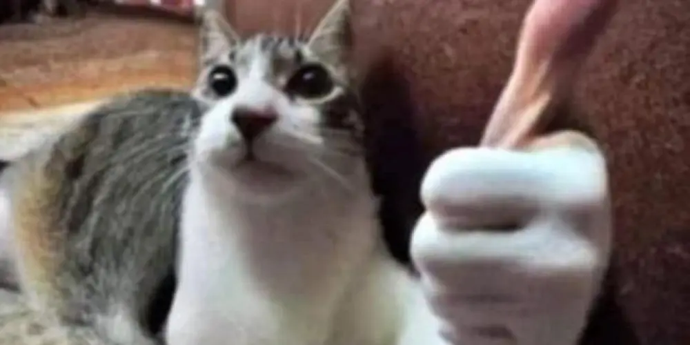 Imagem do grupo de WhatsApp Grupo de FF