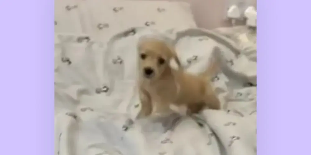 Imagem do grupo de WhatsApp Grupo de figurinhas