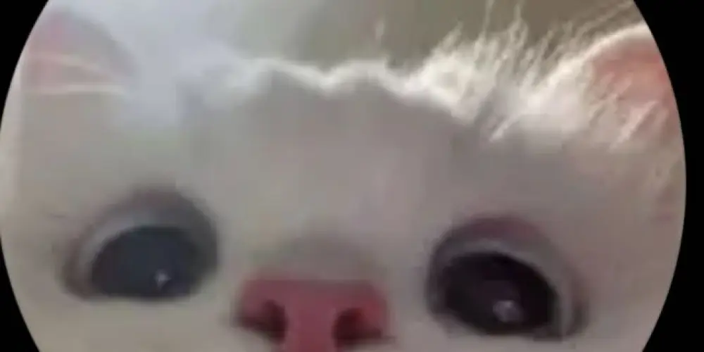 Imagem do grupo de WhatsApp Grupo de fri frai 🥸👍