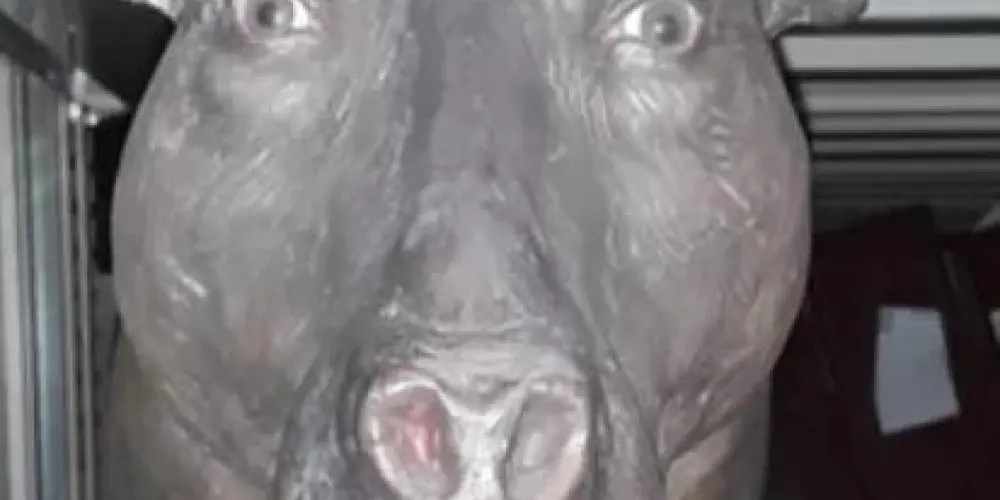 Imagem do grupo de WhatsApp Grupo de imitar boi