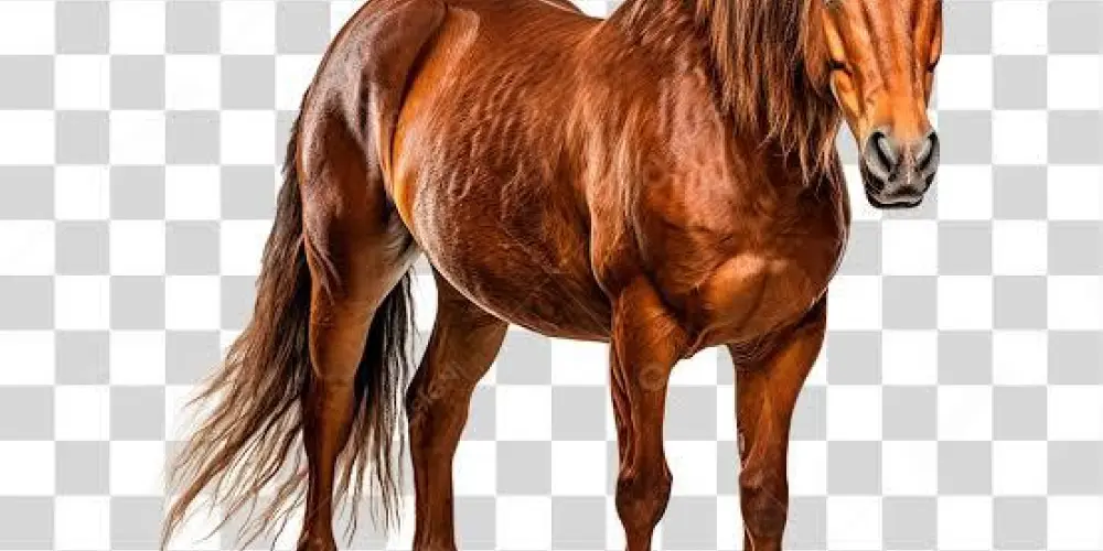 Imagem do grupo de WhatsApp Grupo de imitar cavalo 🐎