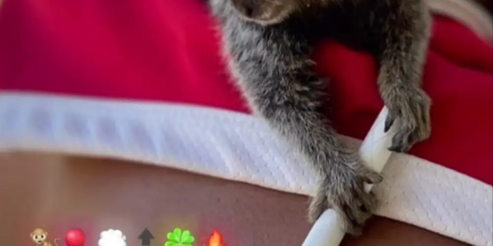 Imagem do grupo de WhatsApp GRUPO DE INSTA TRP, QUISER DIVULGAR