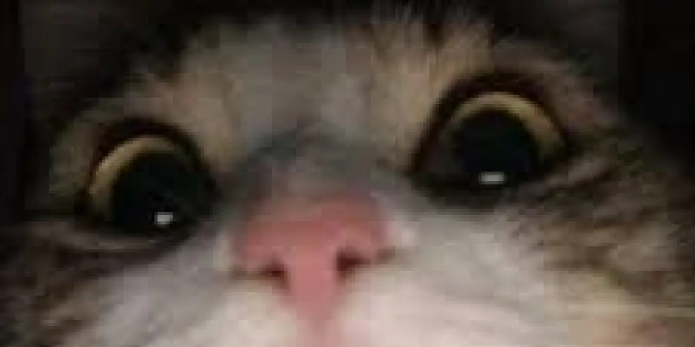 Imagem do grupo de WhatsApp 🎮Grupo de Joga🕹️