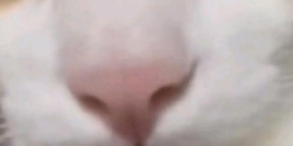 Imagem do grupo de WhatsApp Grupo de jogos e memes e +