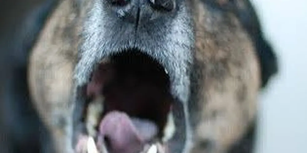 Imagem do grupo de WhatsApp Grupo de latido