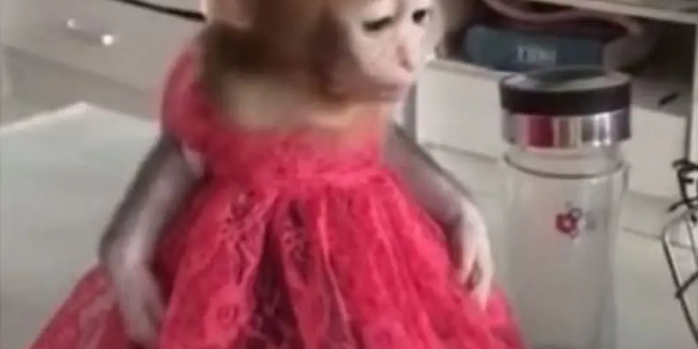 Imagem do grupo de WhatsApp Grupo de meninas VIDEIRA SC