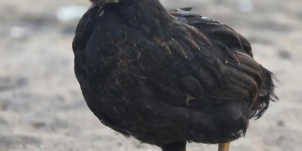 Imagem do grupo de WhatsApp GRUPO DE Mentiras