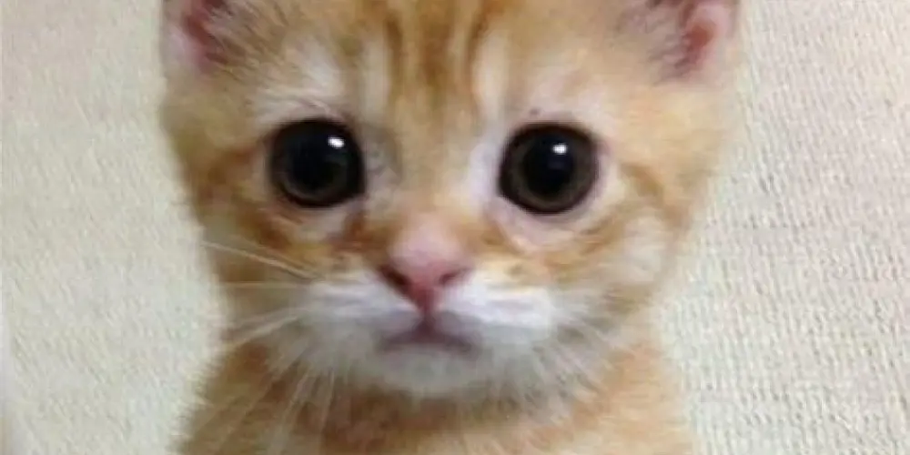 Imagem do grupo de WhatsApp Grupo de Miado