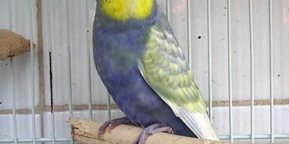 Imagem do grupo de WhatsApp Grupo De Periquitos Arco Iris São Manuel e Região