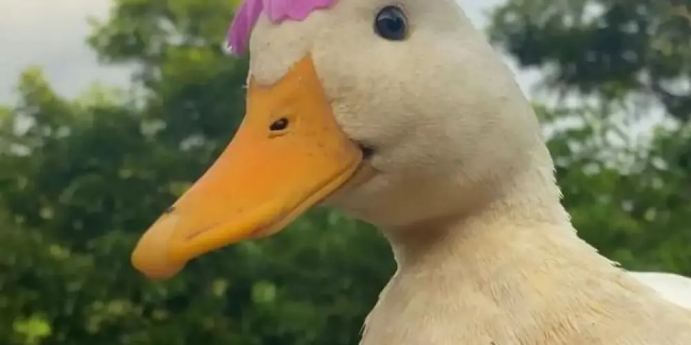 Imagem do grupo de WhatsApp Grupo de saídas (convívio)