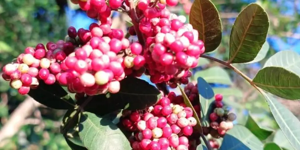 Imagem do grupo de WhatsApp Grupo de Terapia Holística anapolis goias.