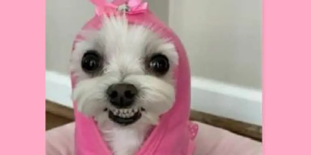 Imagem do grupo de WhatsApp Grupo divertido 😜