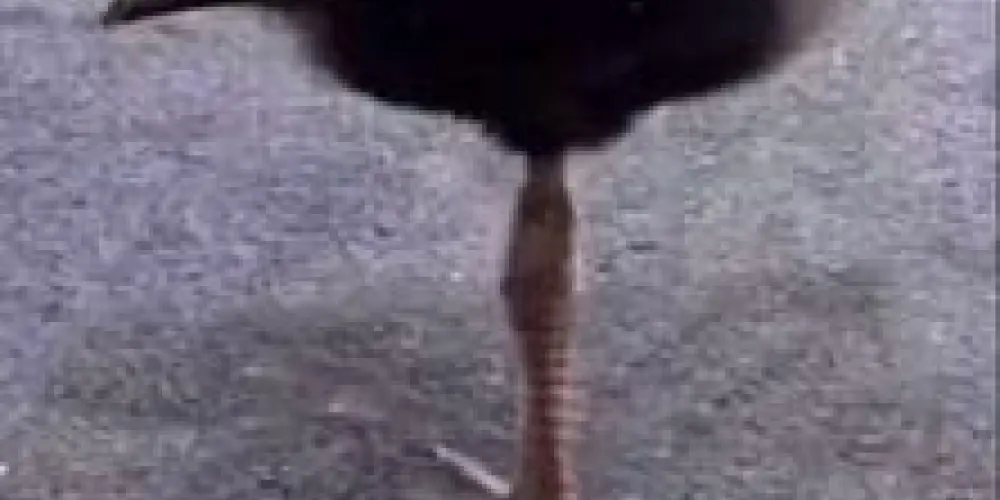 Imagem do grupo de WhatsApp Grupo do Assobio