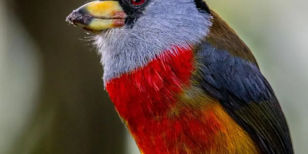 Imagem do grupo de WhatsApp GRUPO DO ASSOBIO