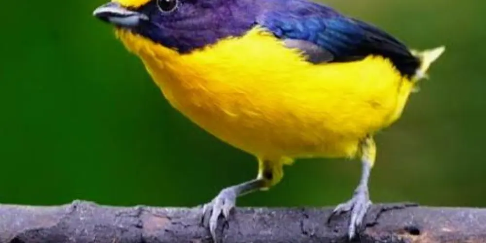 Imagem do grupo de WhatsApp Grupo do assobio