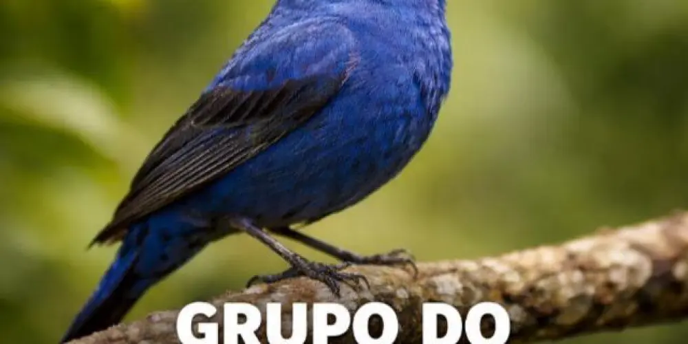 Imagem do grupo de WhatsApp Grupo do assobio