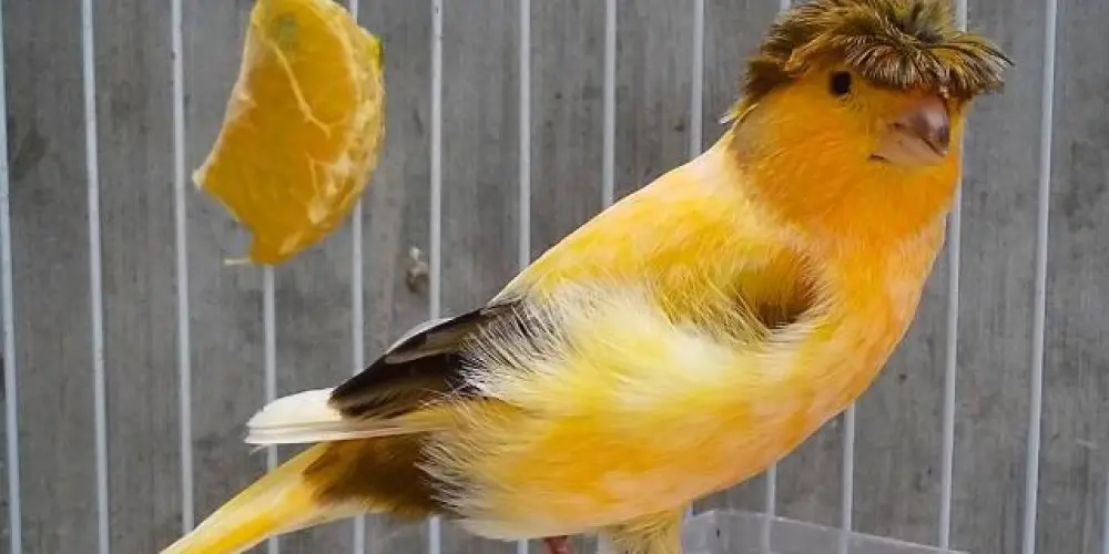 Imagem do grupo de WhatsApp Grupo do assobio USPRM - união são Paulo Rio Minas