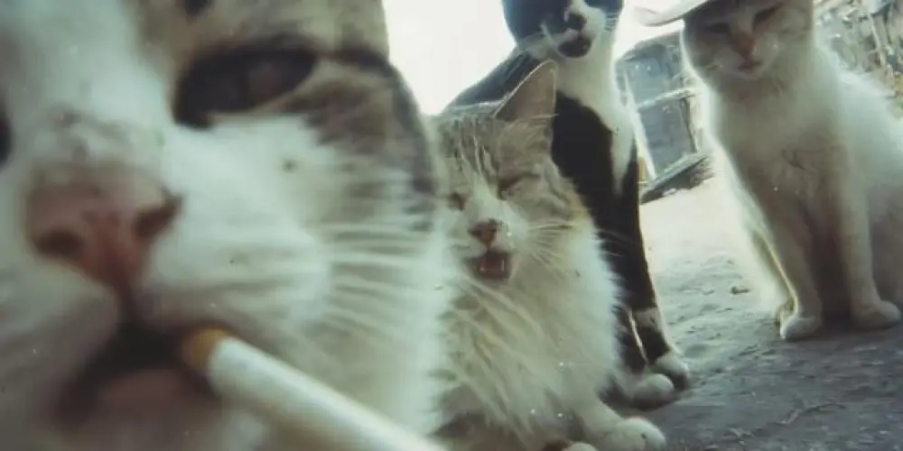 Imagem do grupo de WhatsApp Grupo do Caos