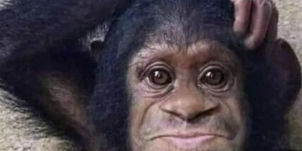 Imagem do grupo de WhatsApp Grupo do caos 🤟