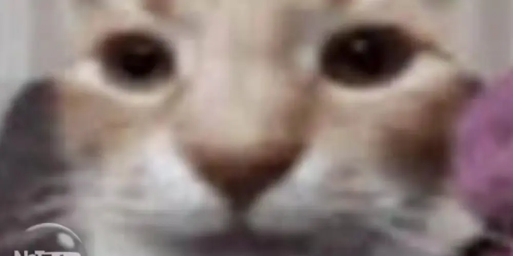 Imagem do grupo de WhatsApp Grupo do caps